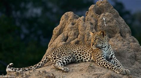 Leopard conservation