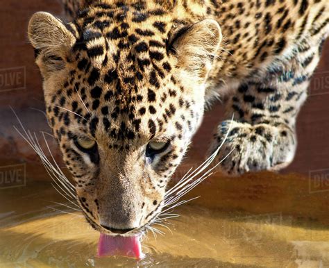 A leopard drinking from a stream