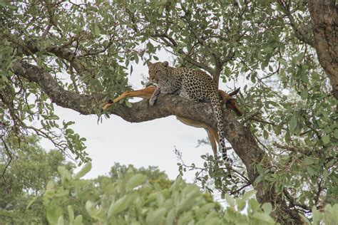 A leopard eating its prey