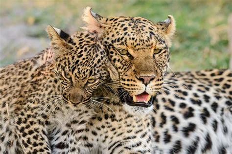 Leopard habitat protection