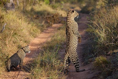 Leopard hunting