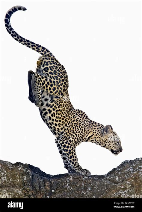 A leopard jumping over a rock