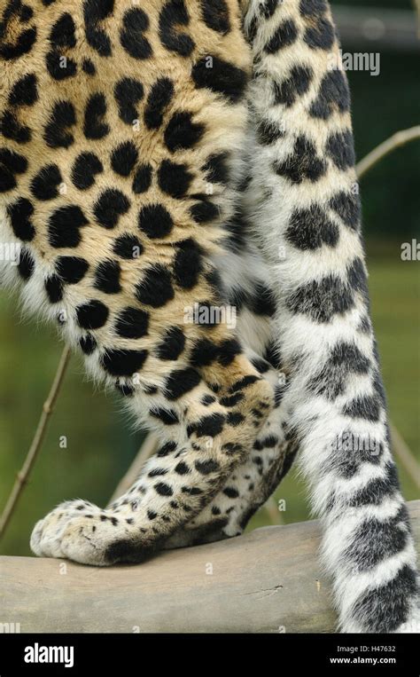 A close-up of a leopard's legs