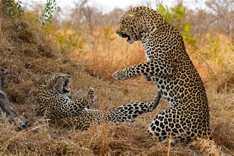 A leopard playing with its cubs