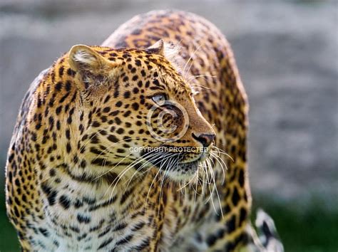 A reference image of a leopard running