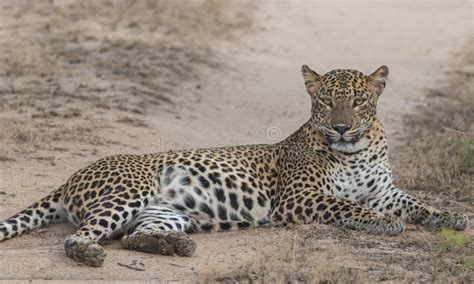 A leopard resting in the shade