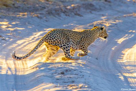 Leopard in full sprint