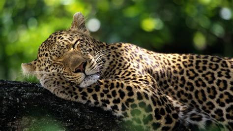 A leopard sleeping in the sun