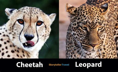 Leopard speed comparison