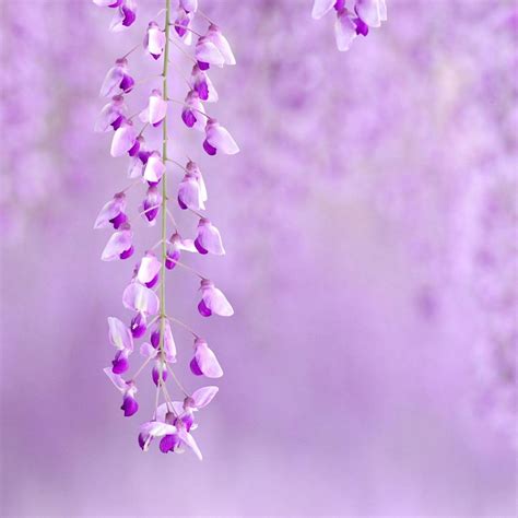 Light Purple Floral Inspiration