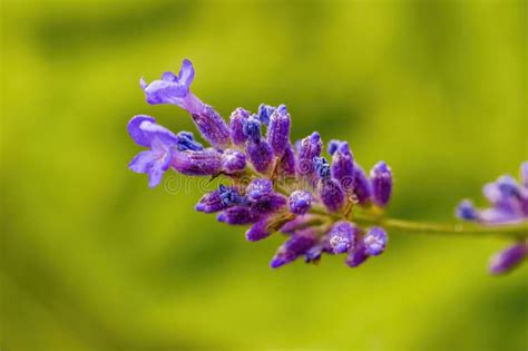 Soft Bloom Light Purple Color Palette