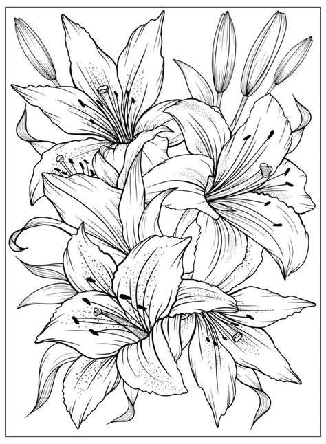 Lily coloring pages for adults and kids