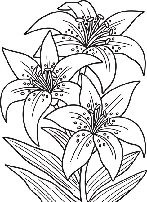 Lily flower coloring