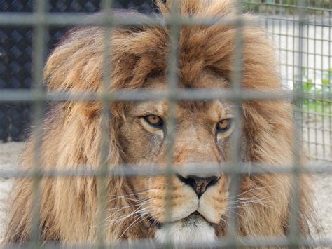 Lion in zoo