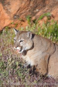 Lions in the savannah