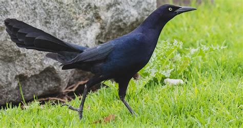 Long-tailed blackbird perched on a branch