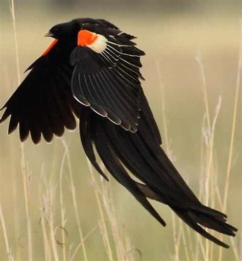 Long-tailed blackbird close-up