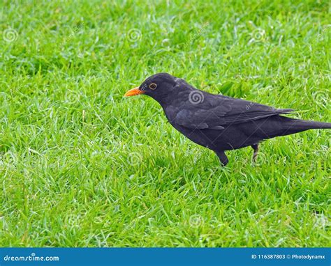 Long-tailed blackbird foraging for food