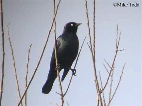 Long-tailed blackbird in its natural habitat