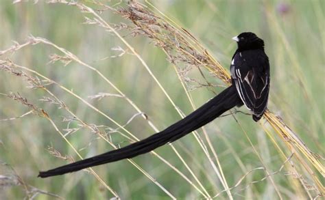 Long-tailed blackbird in Africa