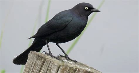 Long-tailed blackbird in a conservation area