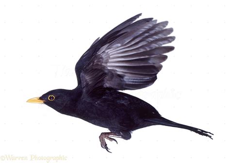 Long-tailed blackbird in flight