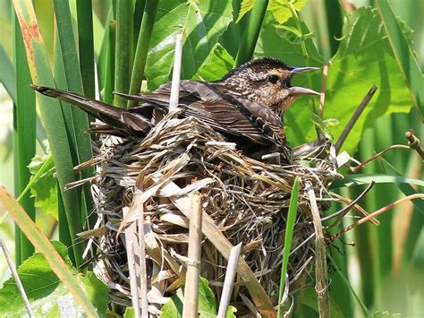 Long-tailed blackbird nest