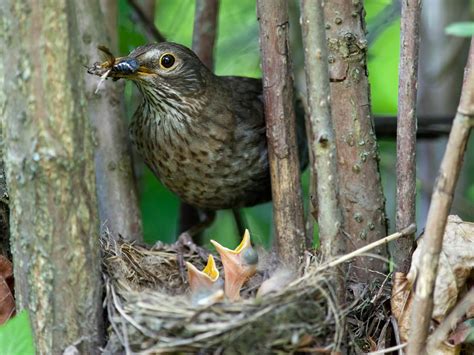 Long-tailed blackbird building a nest