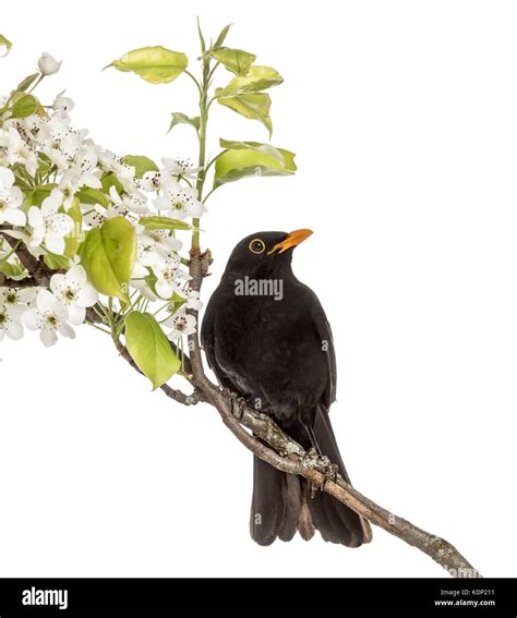 Long-tailed blackbird perched on a branch