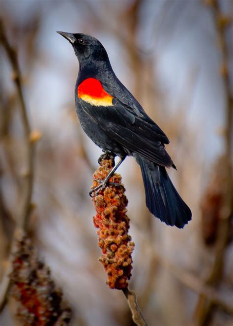 Long-tailed blackbird singing