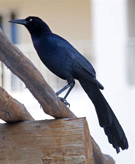 Long-tailed blackbird with its young