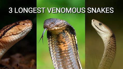 The longest venomous snake in the world