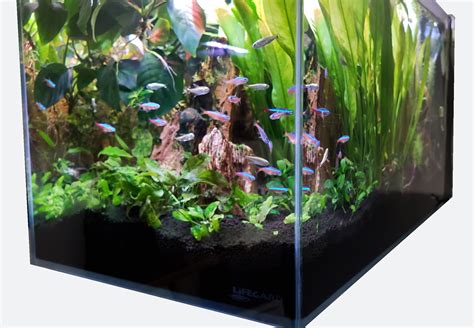 Low iron glass aquarium 3