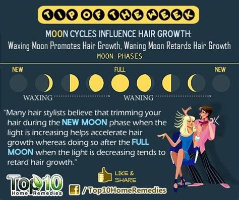 Lunar Cycle Hair Growth Diagram