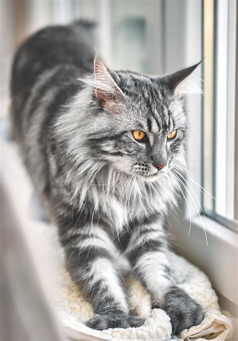 Maine Coon cat