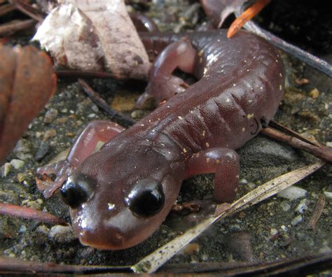 Malamander Habitat