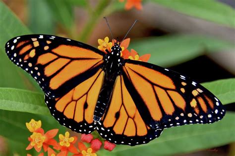 Male monarch