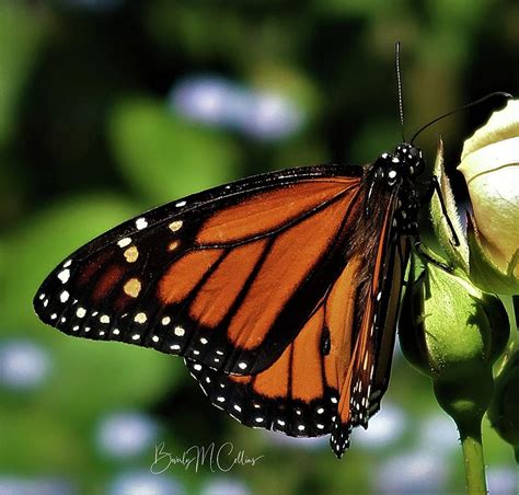 Male monarch