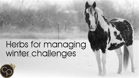 Managing Winter Challenges