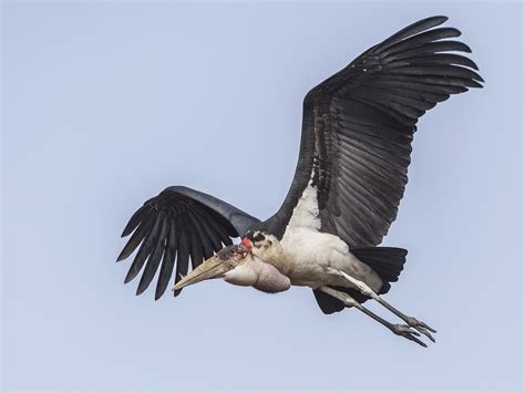 Marabou Stork