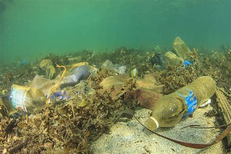 Marine Ecosystems Affected by Crayon Pollution