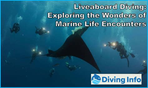 Marine Life Encounters