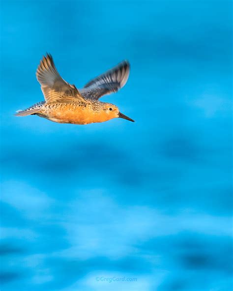 Martin with Knots in flight