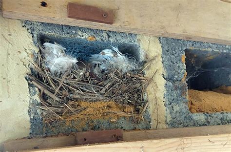 Martin with Knots nesting site