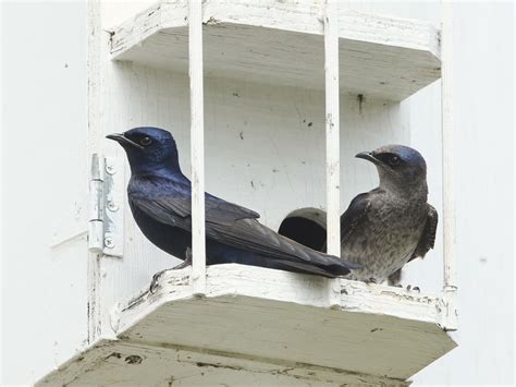 Martin with Knots nesting site