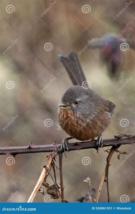 Martin with Knots perched on a branch