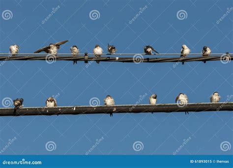 Martin with Knots perched on a wire