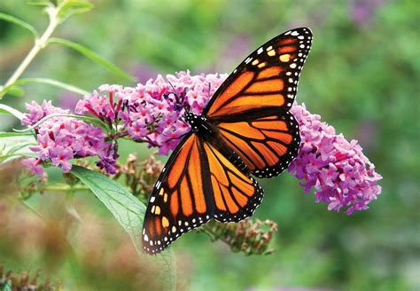 Monarch butterfly on a flower