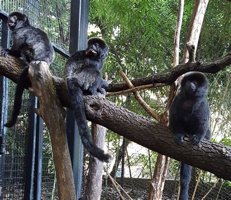 Monkey in zoo