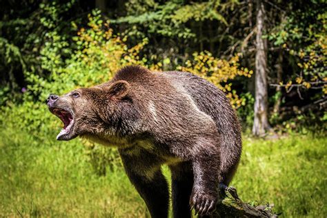 Montana wildlife